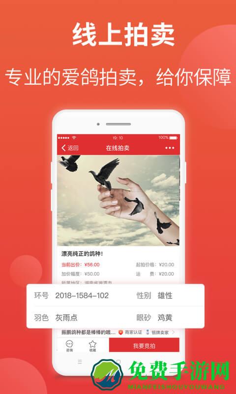 赛鸽头条app